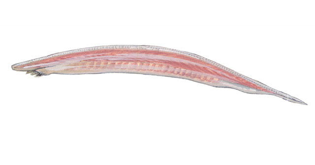 Deuterostomia