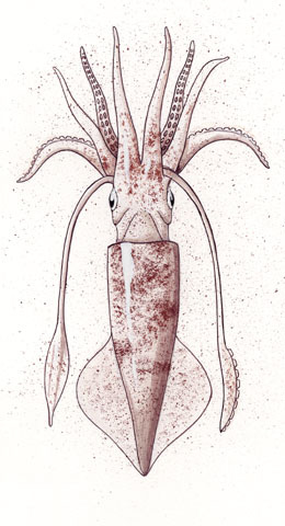 Eumetazoa