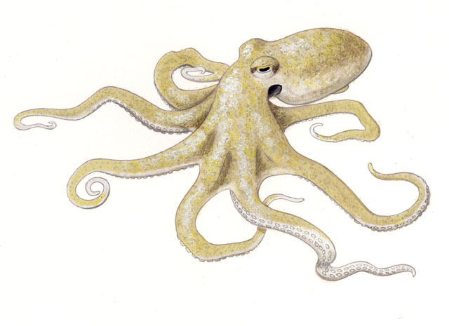 Cephalopoda