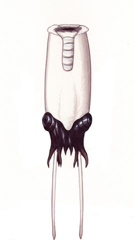 Cephalopoda