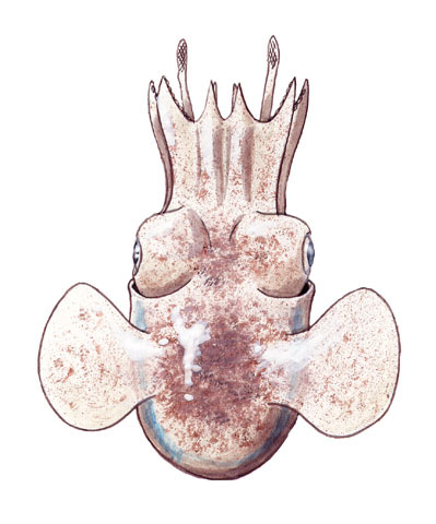 Trochozoa