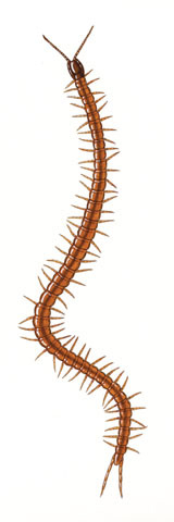 Myriapoda