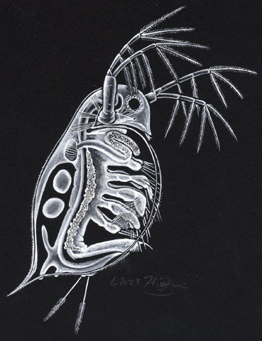 Daphnia pulex