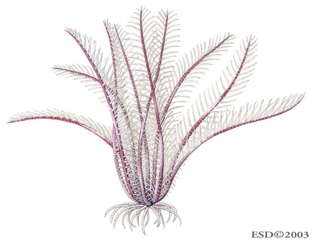 Crinoidea