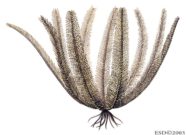 Crinoidea