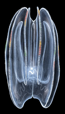 Mnemiopsis_leidyi