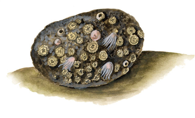 Porifera