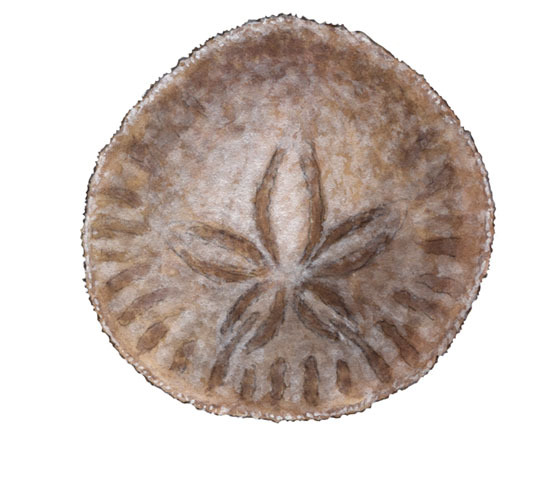 Echinoidea