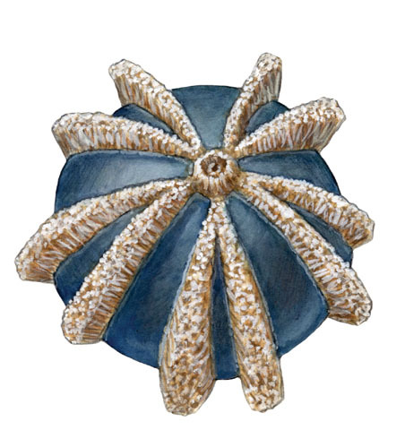 Echinodermata