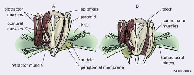Echinoidea