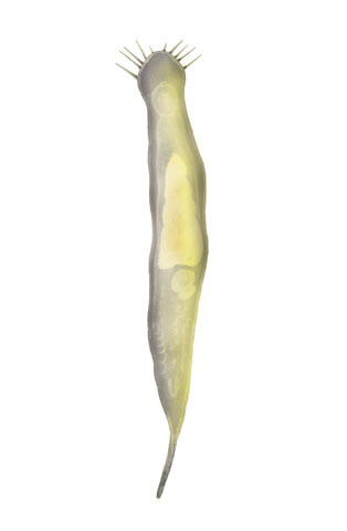 Gnathostomulida