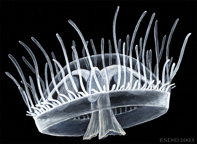 Cnidaria