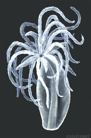 Cnidaria