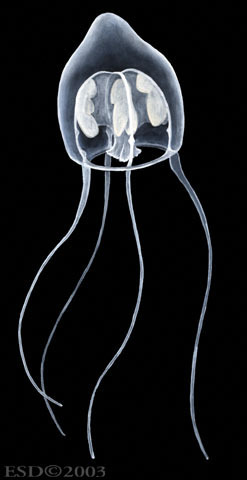 Cnidaria