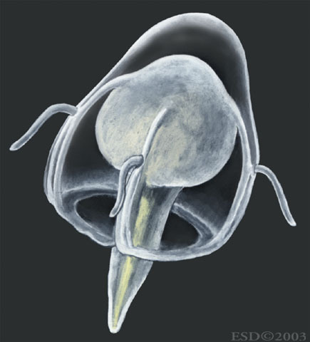 Eumetazoa