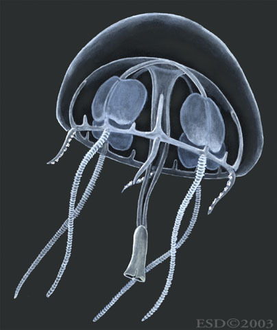 Cnidaria