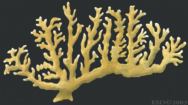 Photo of Millepora alcicornis