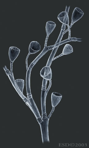 Cnidaria