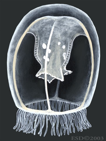 Cnidaria