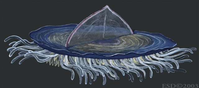 Cnidaria