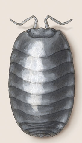 Armadillidium_vulgare