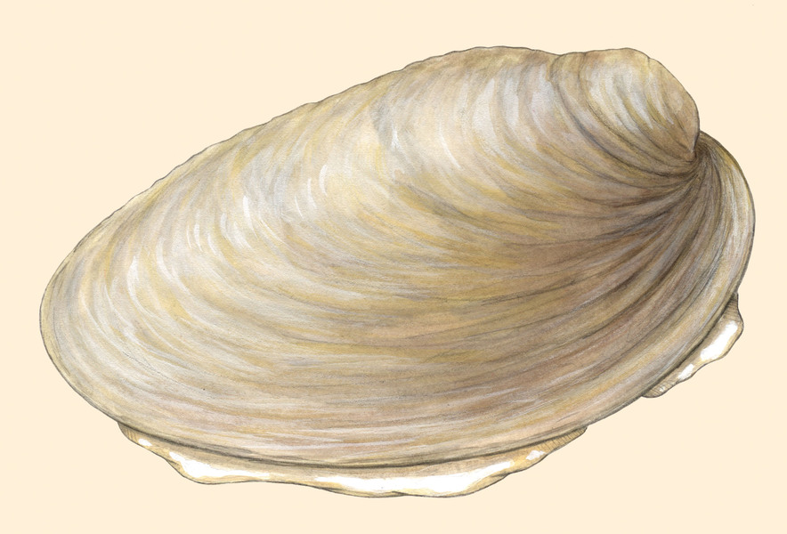 Lophotrochozoa