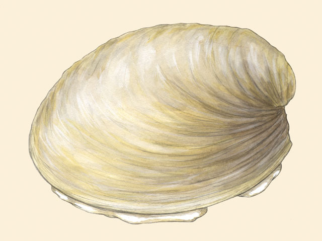 Monoplacophora