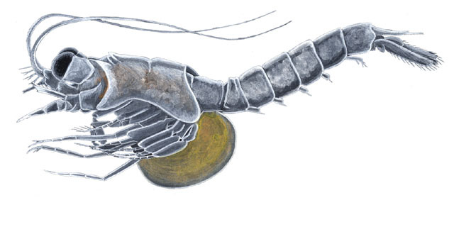 Maxillopoda