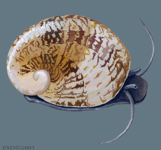 Mollusca