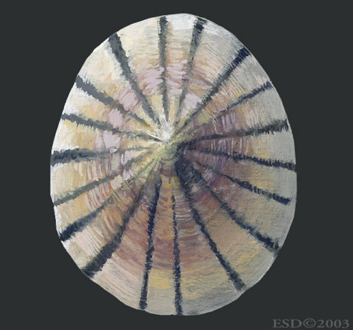 Lophotrochozoa