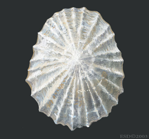 Trochozoa