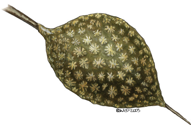 Eumetazoa