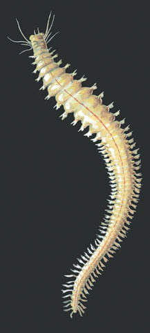 Lophotrochozoa