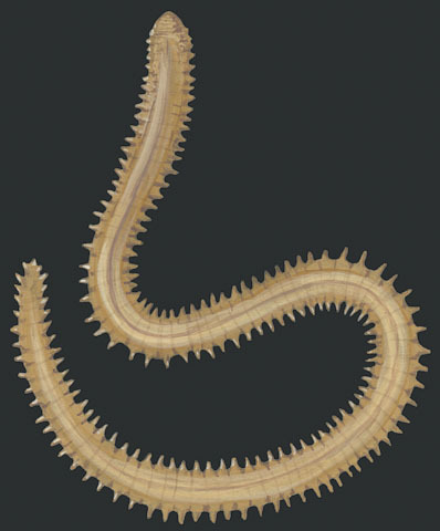 Lophotrochozoa