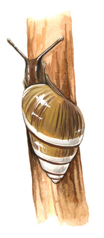 Achatinella_mustelina