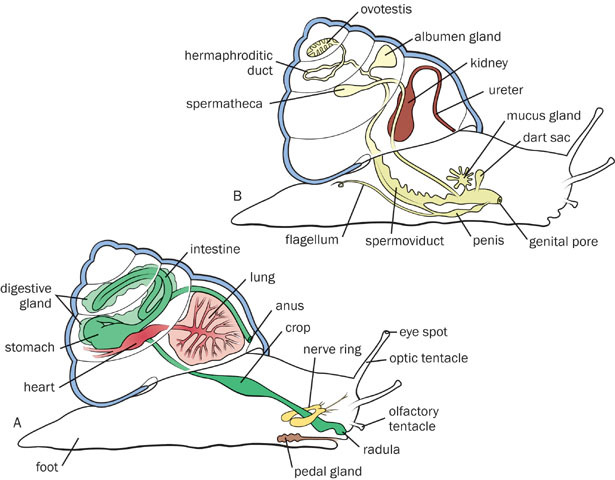 Lophotrochozoa