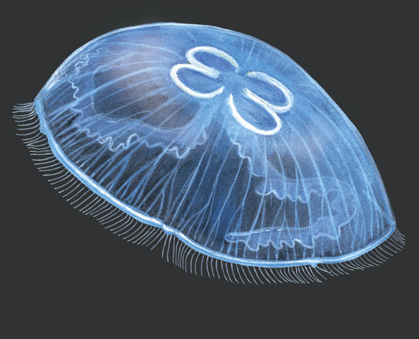 Scyphozoa