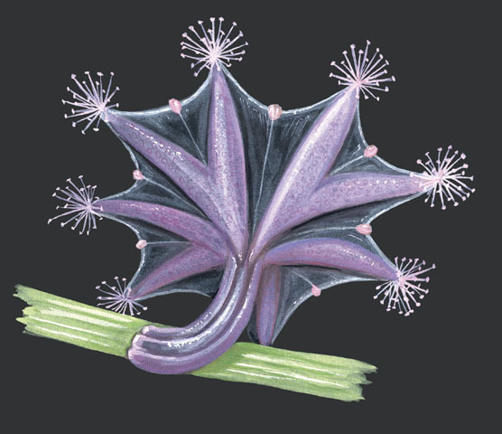 Cnidaria