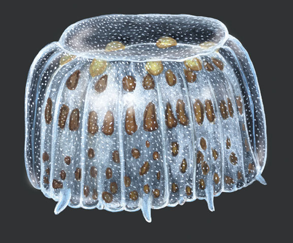 Cnidaria