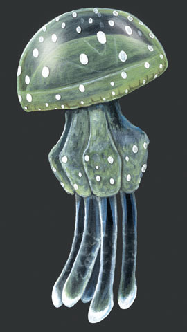 Cnidaria