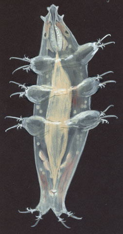 Milnesium tardigradum