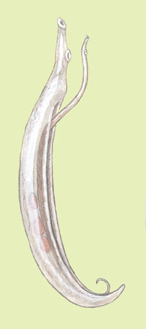 Schistosomatidae