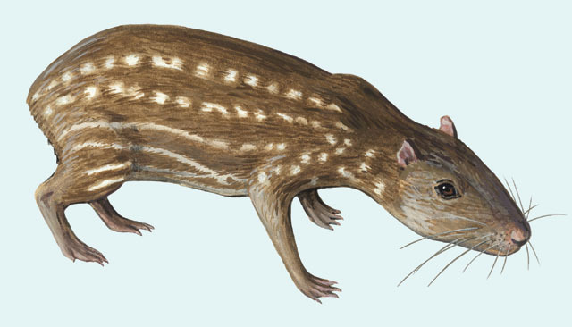 Deuterostomia