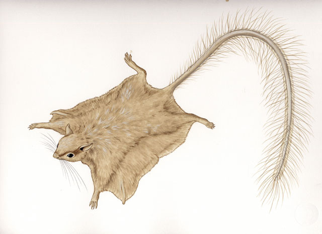 Idiurus_macrotis