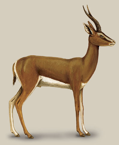 Artiodactyla