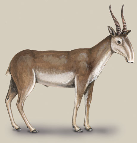 Sarcopterygii