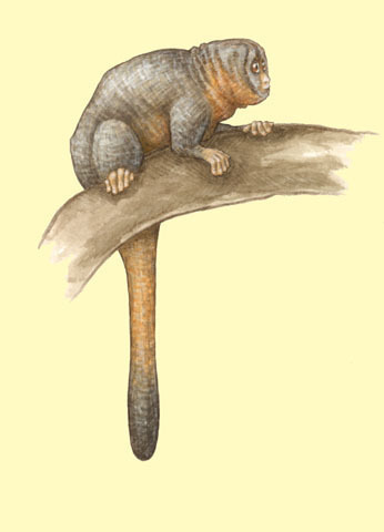 Deuterostomia