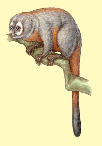 Aotus_trivirgatus