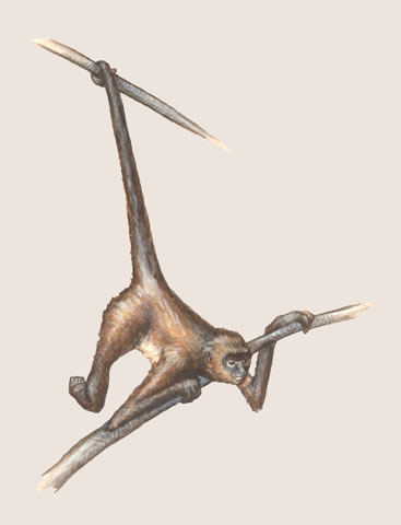 Sarcopterygii