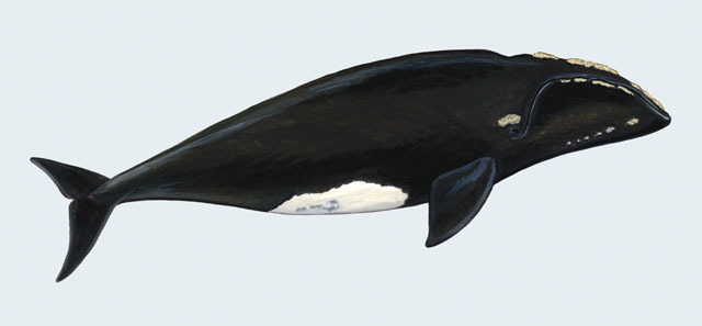 Cetacea